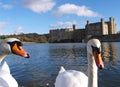 Leeds Castle & Swans Royalty Free Stock Photo