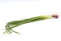 Leek Allium fistulosum, scallion, green onion, spring onion or Bawang daun isolated