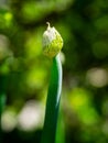 Leek Bud close-up on a blurry background. A bright green spring screensaver or slide. Organic salad greens grown at home. Leek Royalty Free Stock Photo