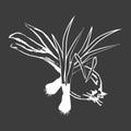 Leek Bunches and Bulb Onion Isolated White Outline Royalty Free Stock Photo
