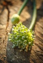 Leek flower