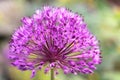 Leek flower in a botanical garden