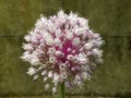 Leek flower