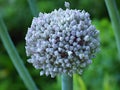 Leek Flower Growing in Home Garden