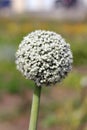 Leek flower Royalty Free Stock Photo