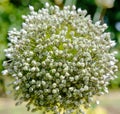 Leek flower Royalty Free Stock Photo