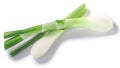 Leek or green spring onion stems with bulb crossed isolated w clipping paths, top view