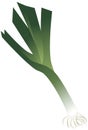 Leek isolated illustration Royalty Free Stock Photo