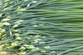 Leek peduncle Royalty Free Stock Photo