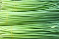 Leek peduncle Royalty Free Stock Photo