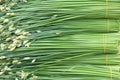 Leek peduncle Royalty Free Stock Photo