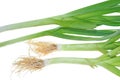 Leek Plant