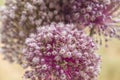 Leek plant flowers close up