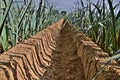 Leek planted in a field