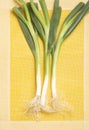 Leek, Porro (Allium porrum) Royalty Free Stock Photo