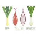 The leek, shallot and scallion isolated on white