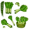 Leek sketch elements, fresh vegetable bundle set