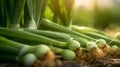 A close up of Leek Vegetables plant in the forest