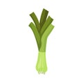 Leek Vegetable Isolated on White Background Vector Illustration Royalty Free Stock Photo