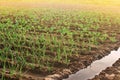 Leek and young cabbage plantations. Growing vegetables on the farm, harvesting for sale. Agribusiness and farming. Countryside. Royalty Free Stock Photo