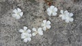 Leelawadee flower falling in the floor Royalty Free Stock Photo