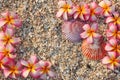 Leelawadee flower with shell Royalty Free Stock Photo