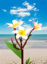 Leelawadee flower vacation at beach Royalty Free Stock Photo