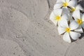 Leelawadee flower on the white sand Royalty Free Stock Photo