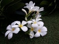 Leelawadee white flowers Royalty Free Stock Photo