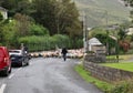 Leenane - Gregge di pecore sulla strada del Connemara