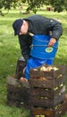 Fruit harvesting at Verhildersum