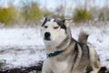 leer dissatisfied sled dog