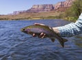 Lees Ferry Rainbow Trout Being Held By Angler Royalty Free Stock Photo