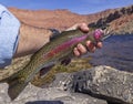 Lees Ferry Rainbow Trout Being Held By Angler Royalty Free Stock Photo