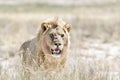 Leeuw, Lion, Panthera leo Royalty Free Stock Photo