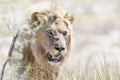 Leeuw, Lion, Panthera leo
