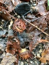 Leeves autumn on forest floor Royalty Free Stock Photo