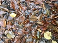 Leeves autumn on forest floor Royalty Free Stock Photo