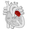 Left atrium - Heart - Human body - Education