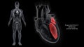 Left Ventricle and Left Atrium of the Heart with Human Body