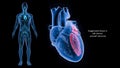 Left Ventricle and Left Atrium of the Heart with Human Body Royalty Free Stock Photo