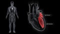 Left Ventricle and left atrium of the Heart with Human Body