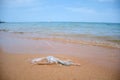 Left behind plastic bag garbage on sandy beach. Empty used dirty litter on sea shore. Environmental pollution Royalty Free Stock Photo