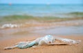 Left behind plastic bag garbage on sandy beach. Empty used dirty litter on sea shore. Environmental pollution Royalty Free Stock Photo