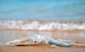 Left behind plastic bag garbage on sandy beach. Empty used dirty litter on sea shore. Environmental pollution Royalty Free Stock Photo