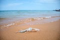 Left behind plastic bag garbage on sandy beach. Empty used dirty litter on sea shore. Environmental pollution Royalty Free Stock Photo