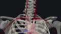 The left common carotid artery arises from the aortic arch within the superior mediastinum