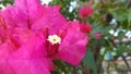 The Left Contras to Right Blur Perspective Flower of Bougainvillea glabra