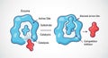 On the left an enzyme with an active site binds a substrate for catalysis Royalty Free Stock Photo