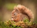 Left facing red squirrel with raised tail eating a nut on a mossy log